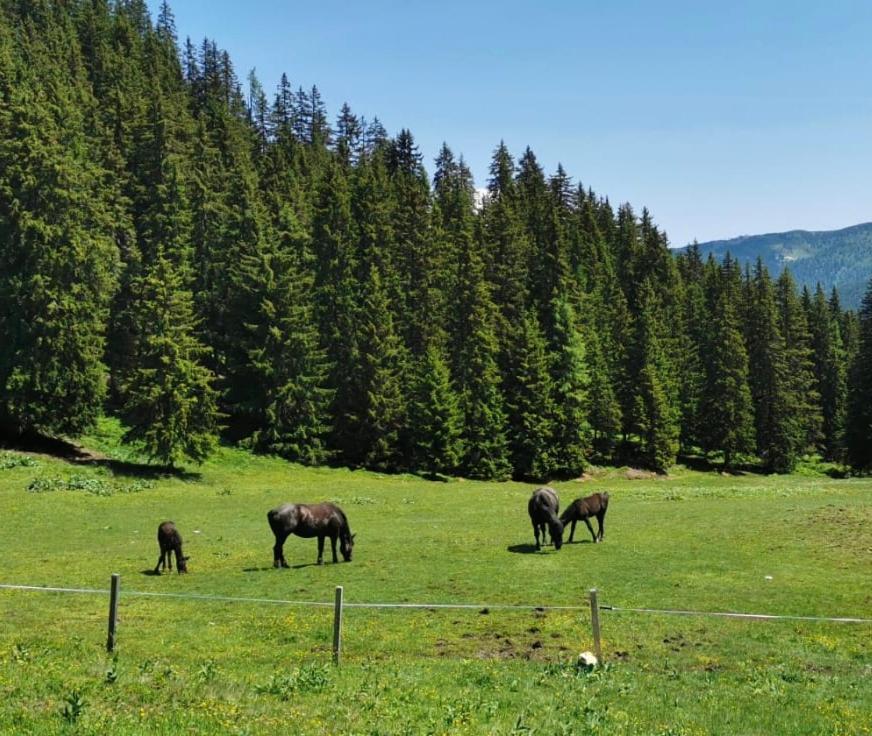 Lindbichlhof Urlaub Am Bio Bauernhof Lejlighed Sankt Johann im Pongau Eksteriør billede