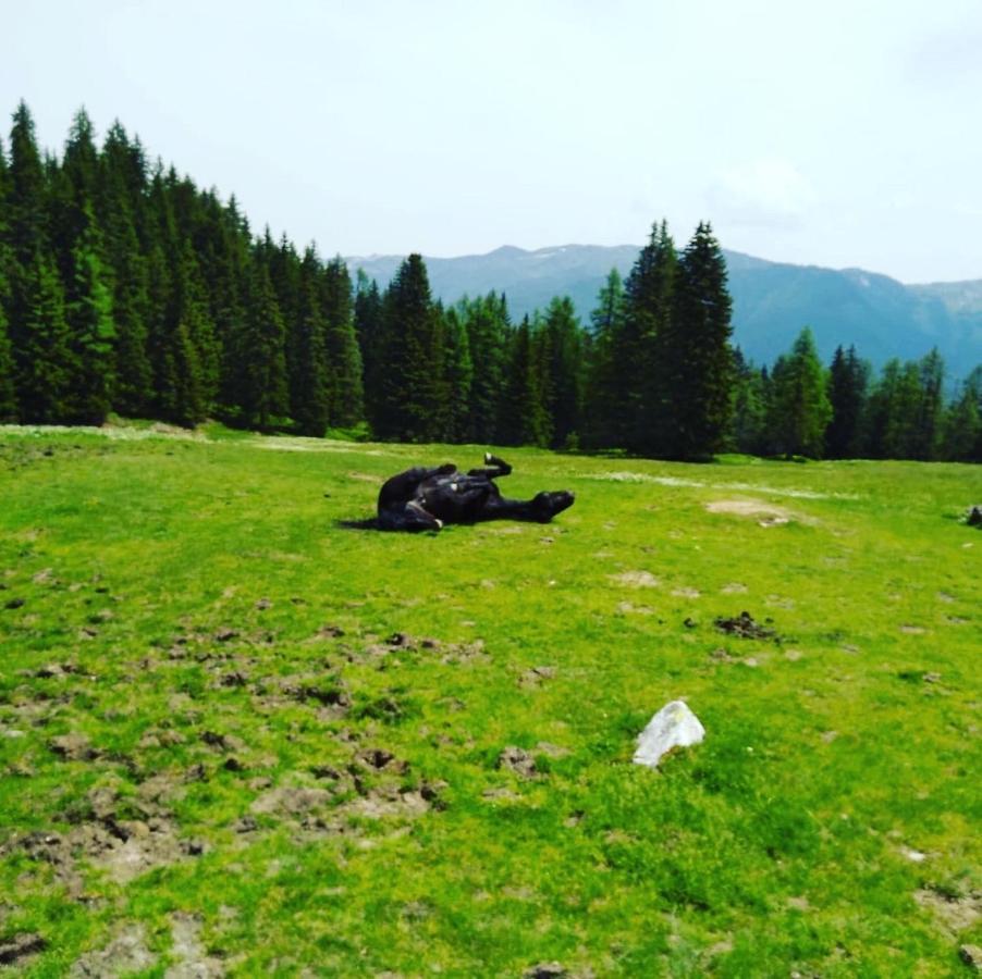 Lindbichlhof Urlaub Am Bio Bauernhof Lejlighed Sankt Johann im Pongau Eksteriør billede